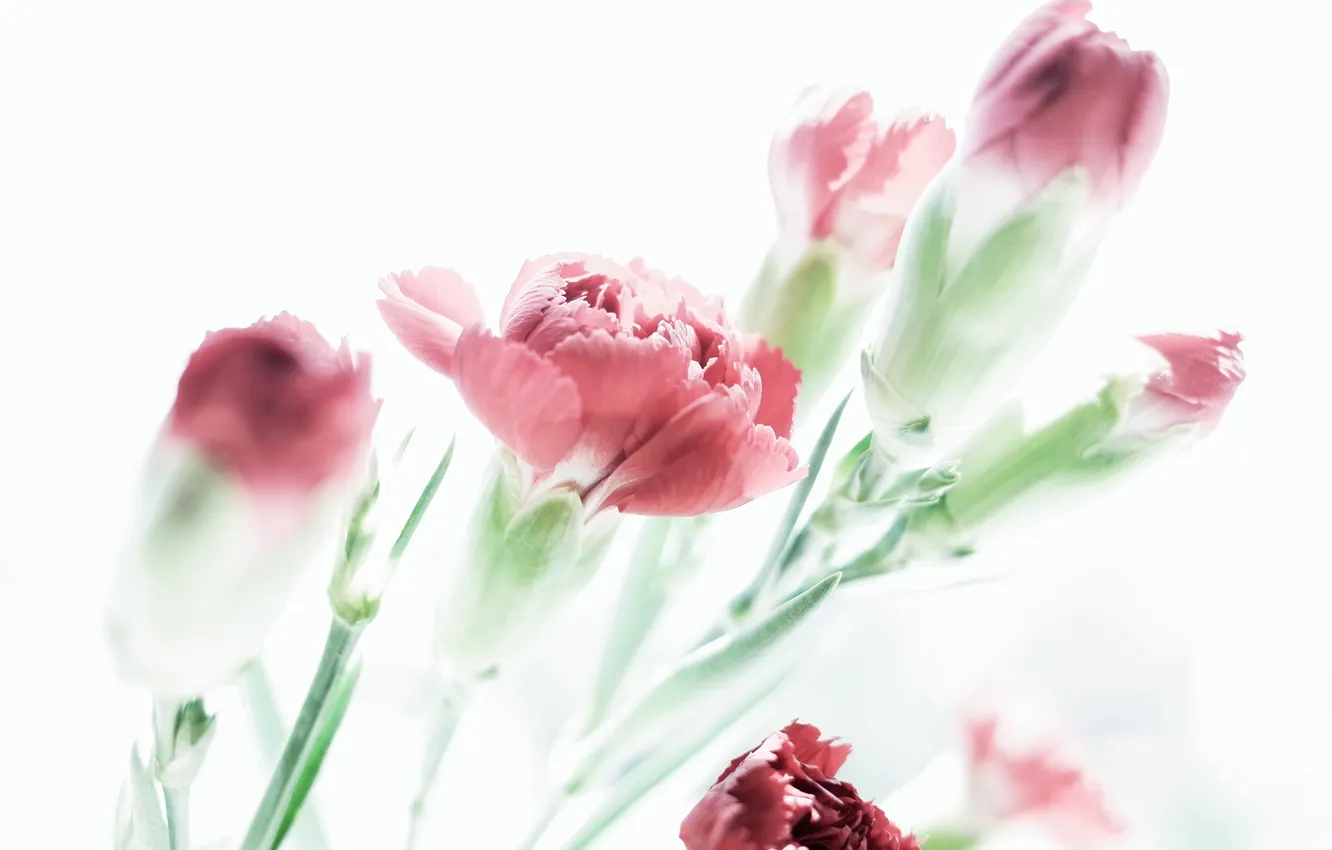 Photo wallpaper blossom, plant, pastel