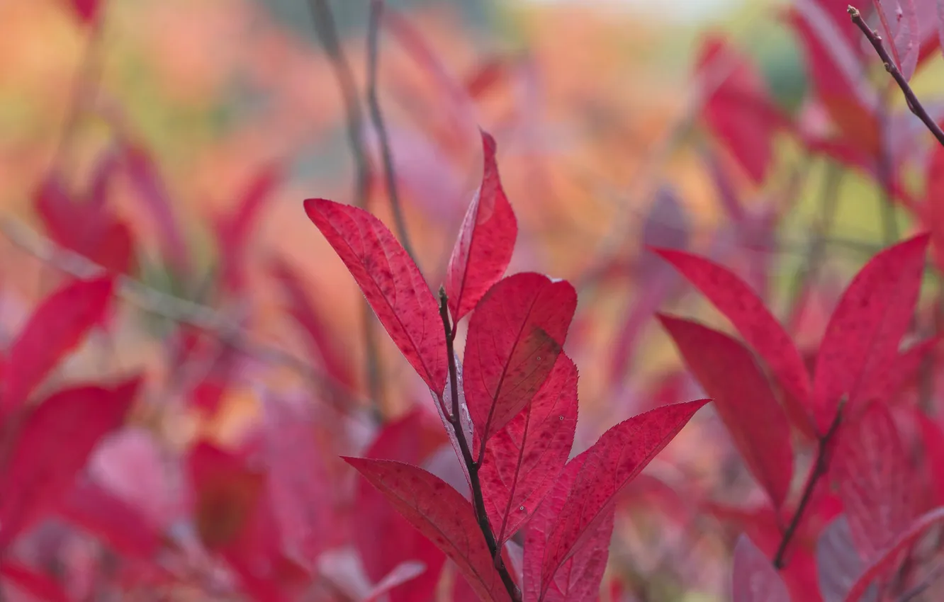 Photo wallpaper autumn, leaves, branches, nature, the crimson