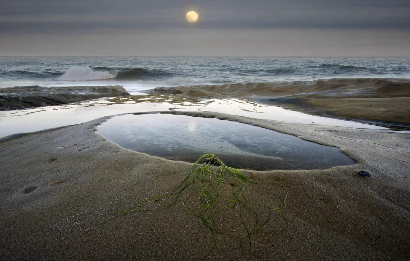 Photo wallpaper sand, sea, grass, algae, the moon, plant, puddle