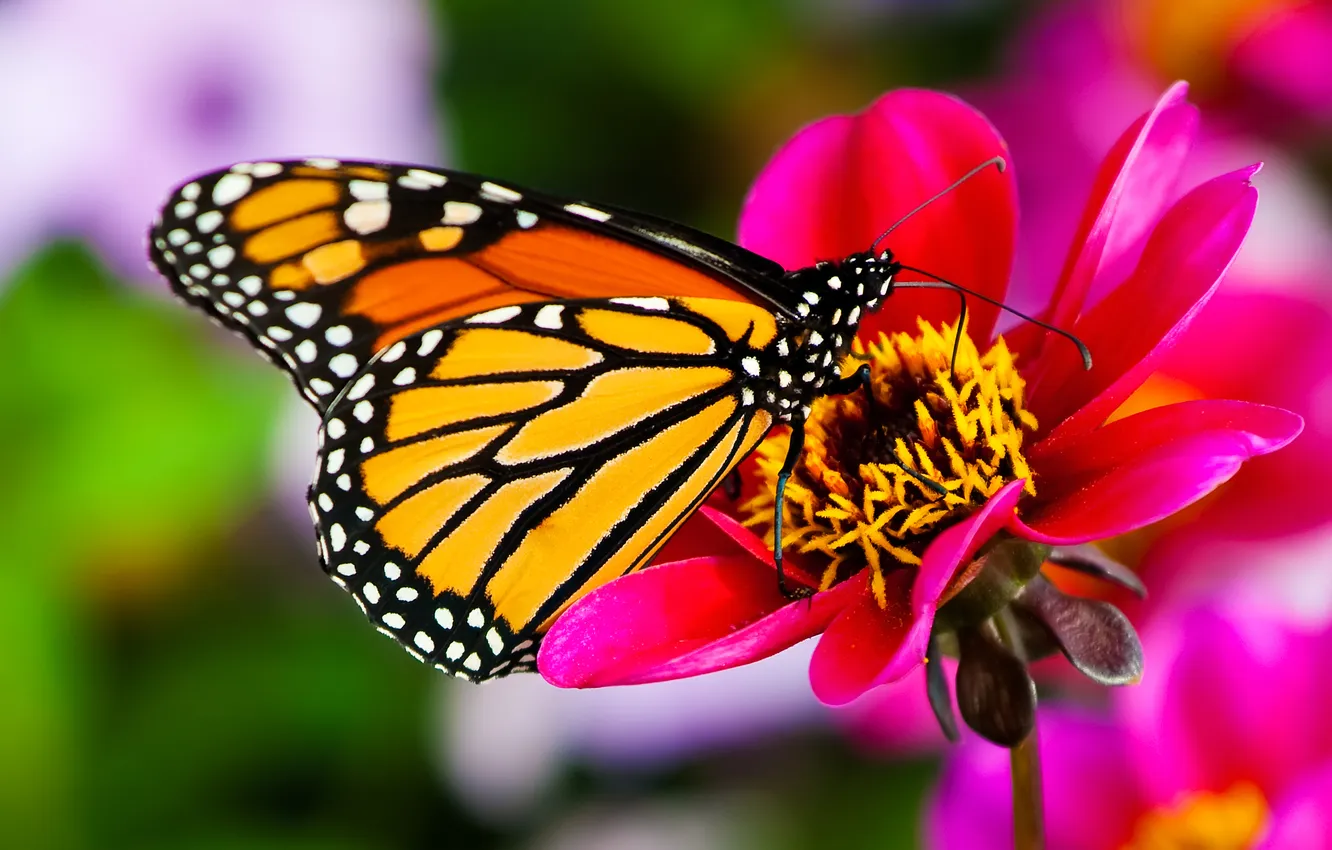 Photo wallpaper macro, flowers, nature, butterfly, flower, nature, butterfly, macro