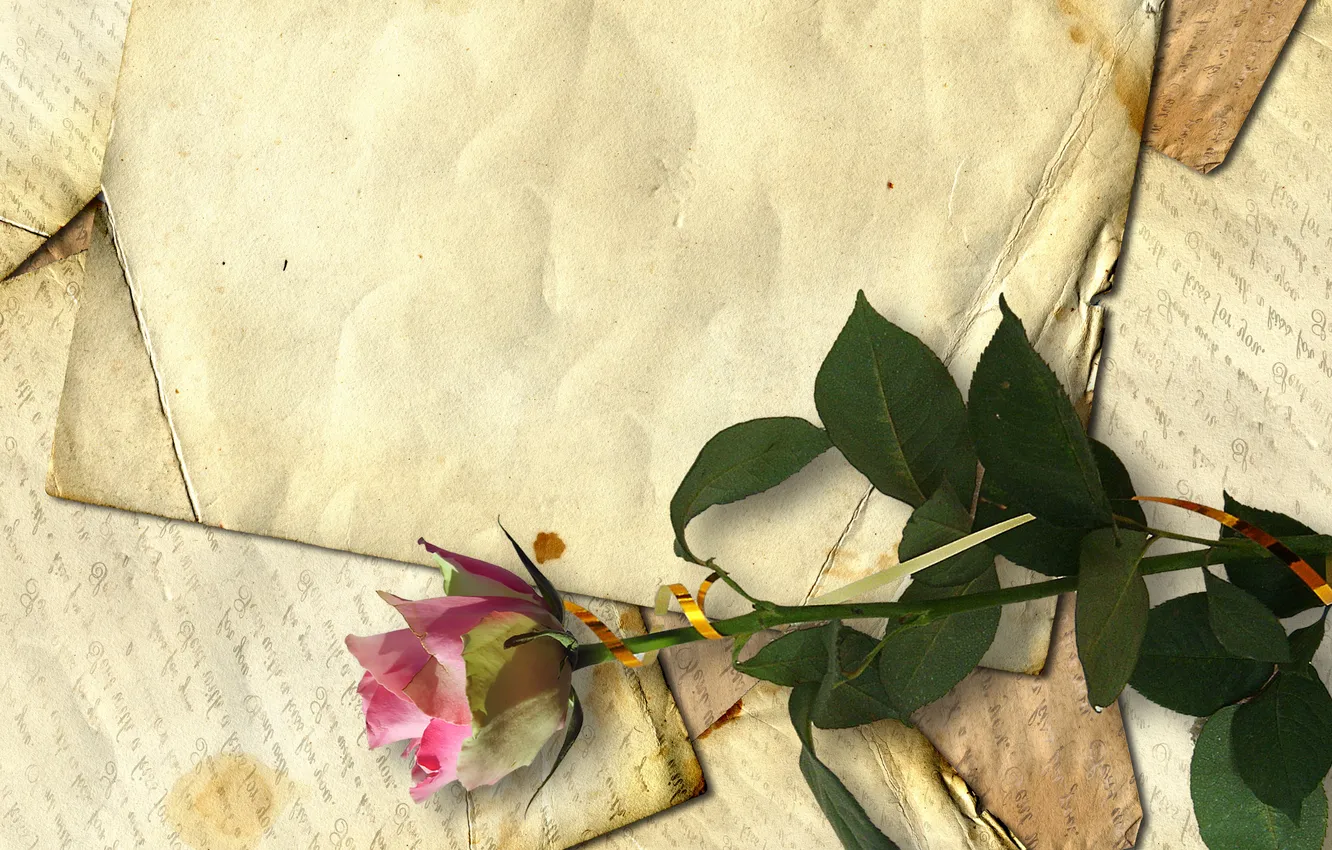 Photo wallpaper retro, rose, line, old paper, letters, dried flower