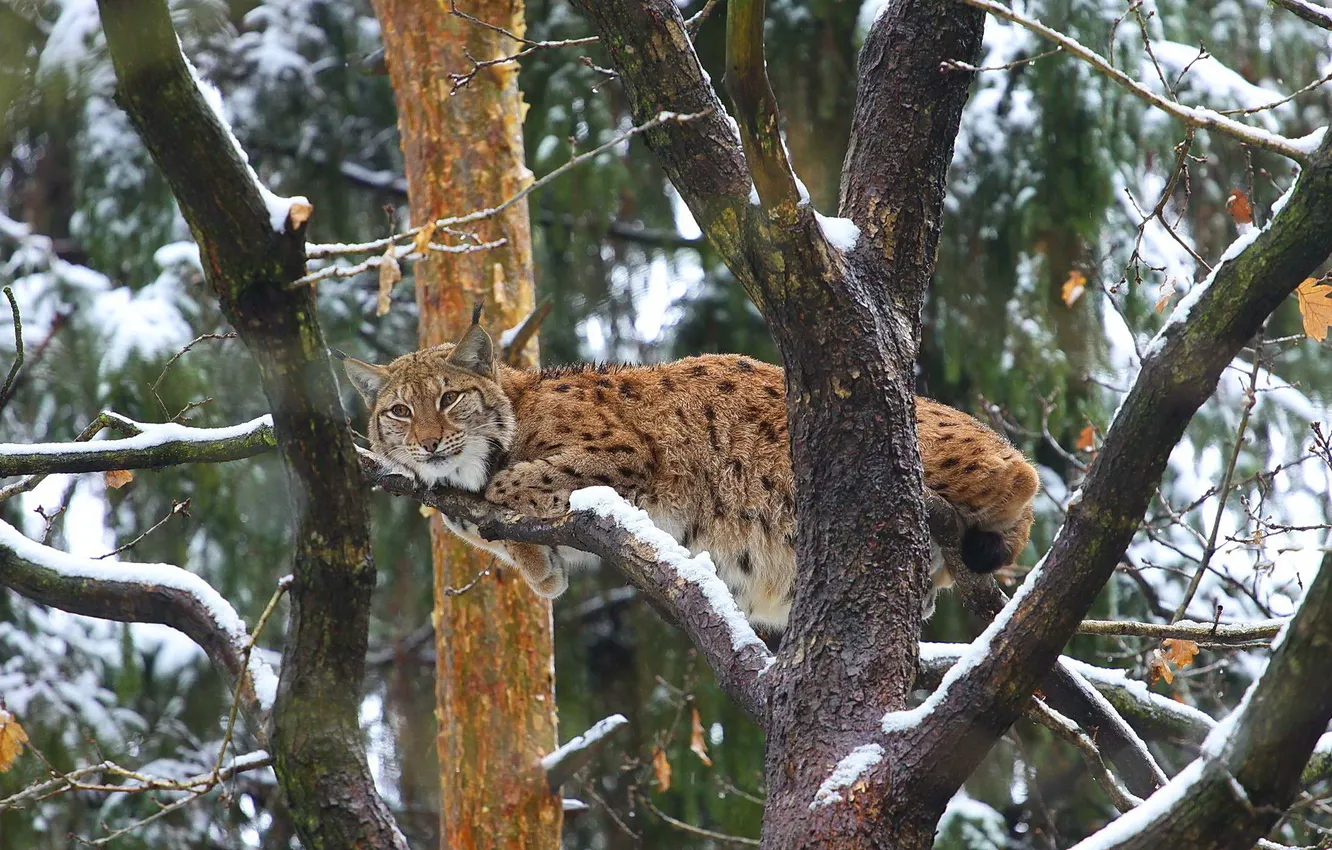 Photo wallpaper snow, stay, branch, predator, lynx