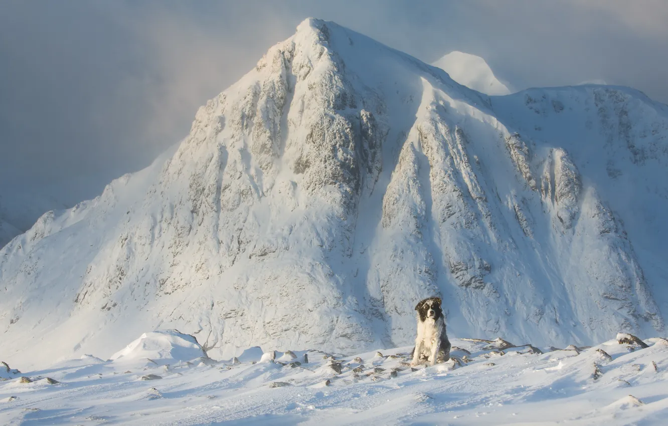 Photo wallpaper cold, winter, frost, snow, mountains, stones, dog, sitting
