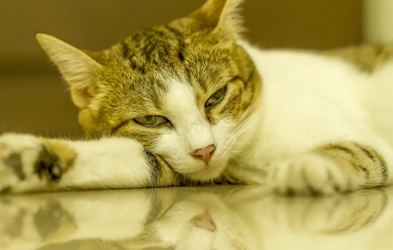 Photo wallpaper cat, reflection, Nega