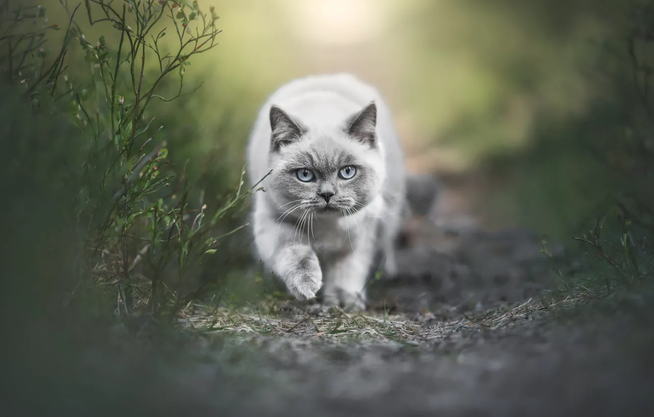 Photo wallpaper cat, grass, look, nature, pose, sprig, grey, glade
