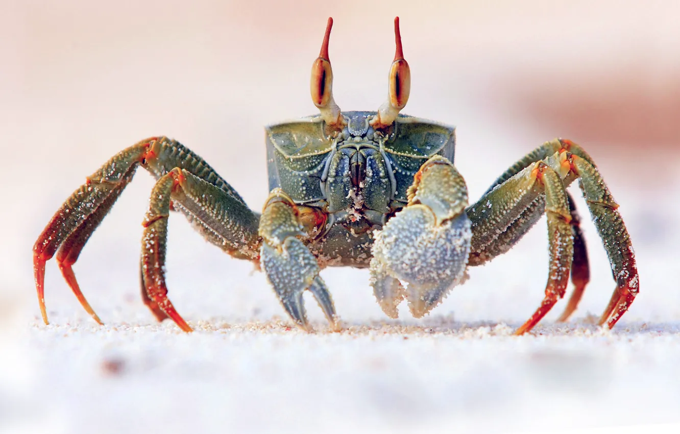 Photo wallpaper sand, sea, eyes, the ocean, crab, claw, armor