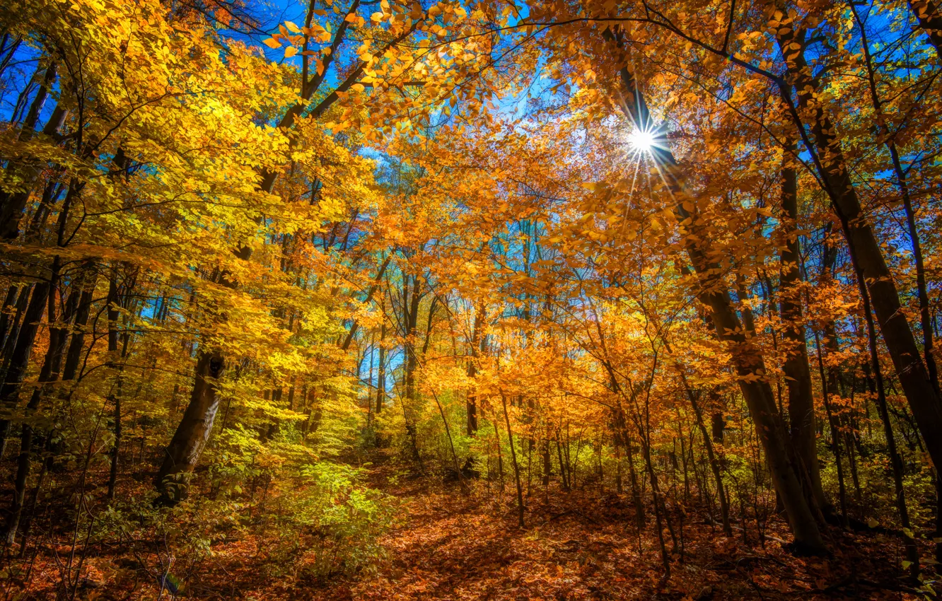 Photo wallpaper autumn, forest, the sun, rays, trees, color, bright