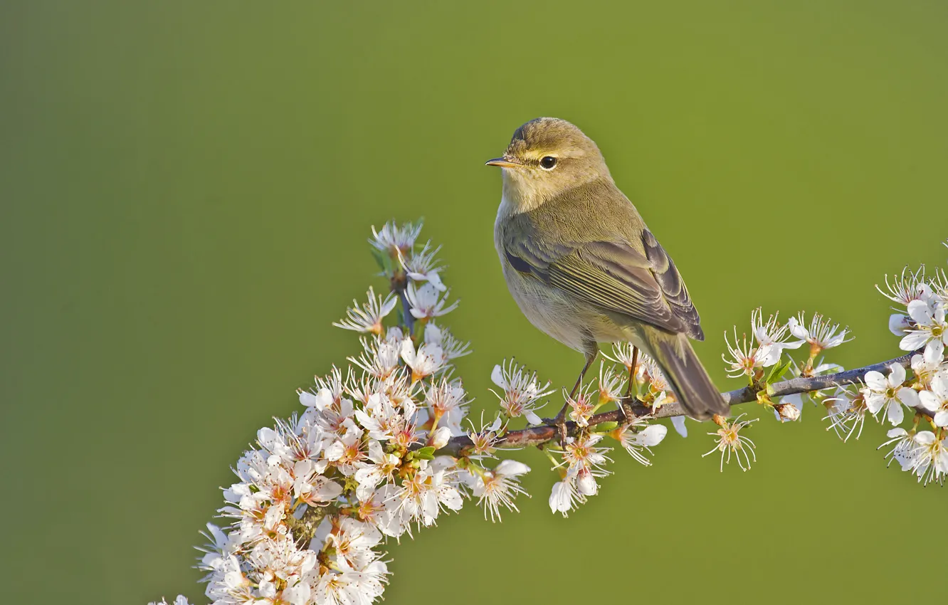 Photo wallpaper flowers, branches, bird, Warbler