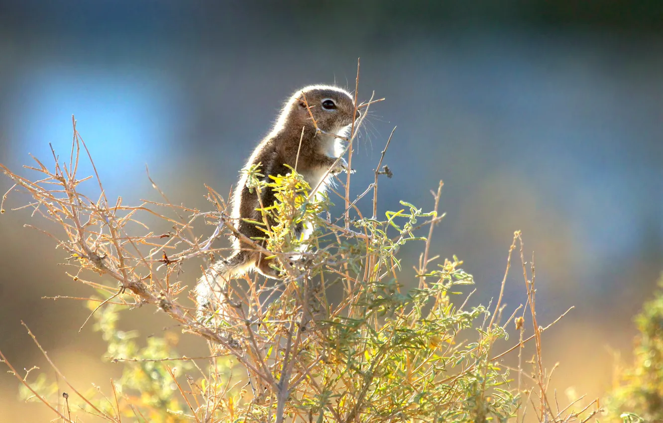 Photo wallpaper nature, bokeh, Renee Grayson, White-tailed antelope squirrel