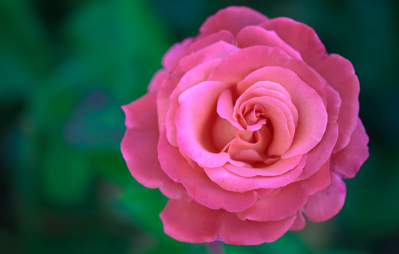 Wallpaper macro, background, rose, petals, Bud images for desktop