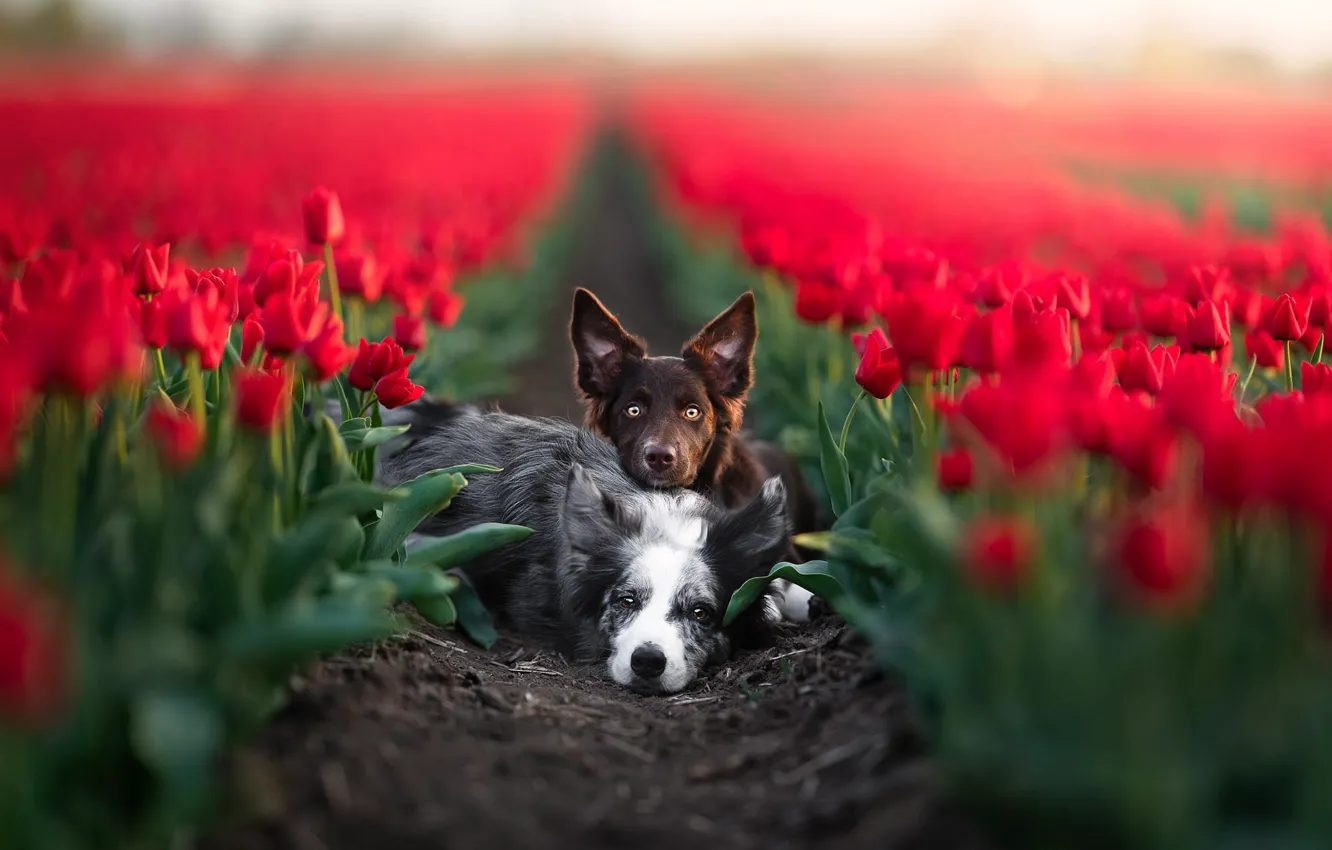 Photo wallpaper look, light, flowers, red, nature, pose, together, dog
