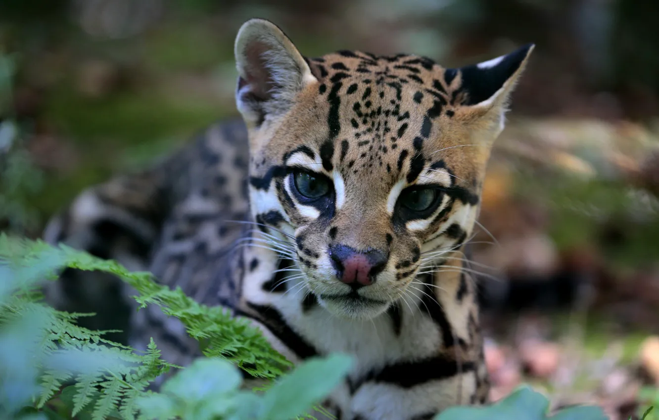 Photo wallpaper look, predator, color, ocelot