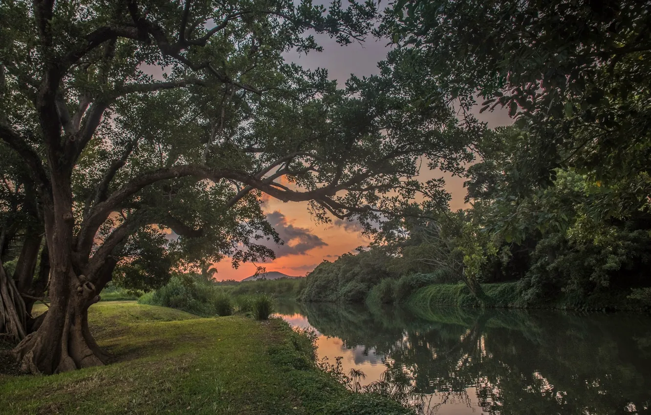 Photo wallpaper Sunset, Trees, River