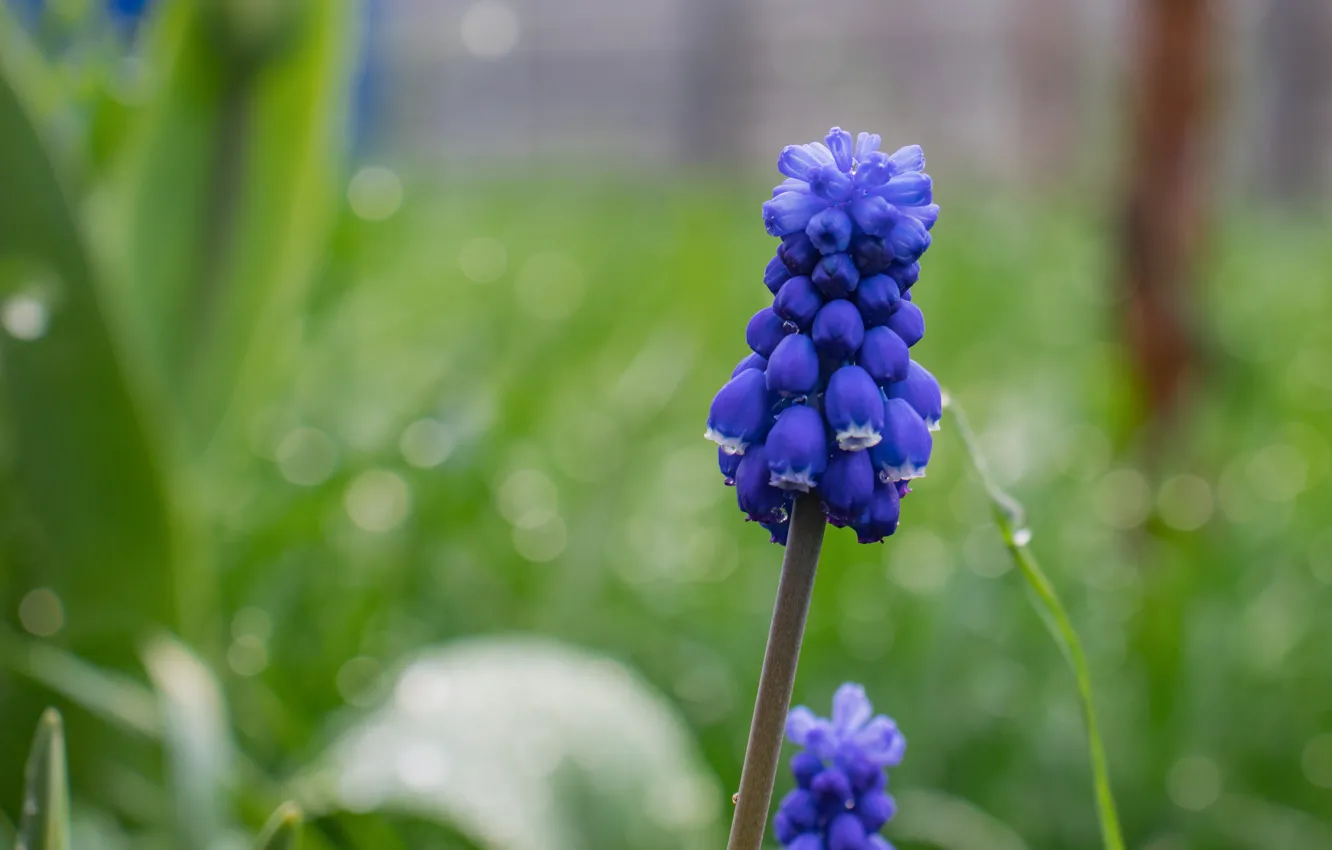 Photo wallpaper greens, grass, Muscari, Blue flower