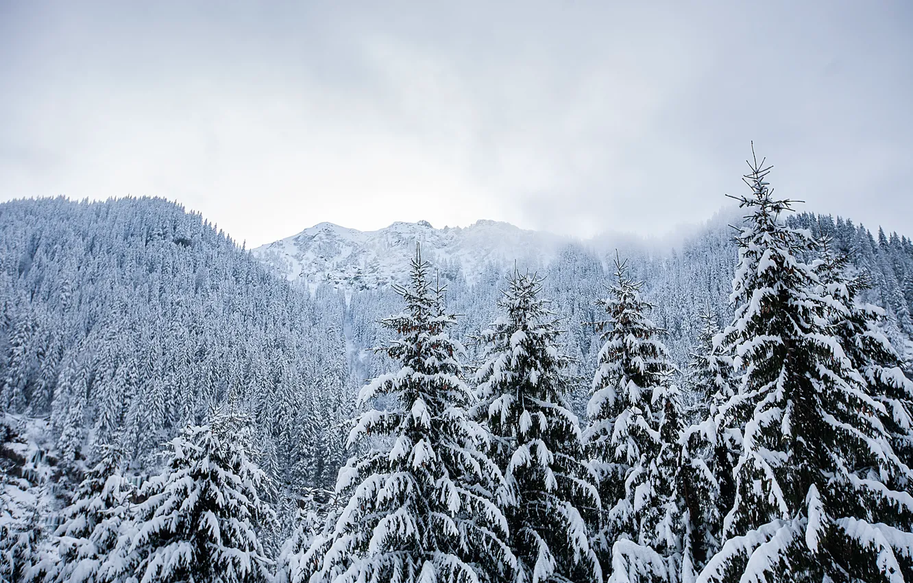 Photo wallpaper winter, snow, trees, landscape, mountains, tree, landscape, winter