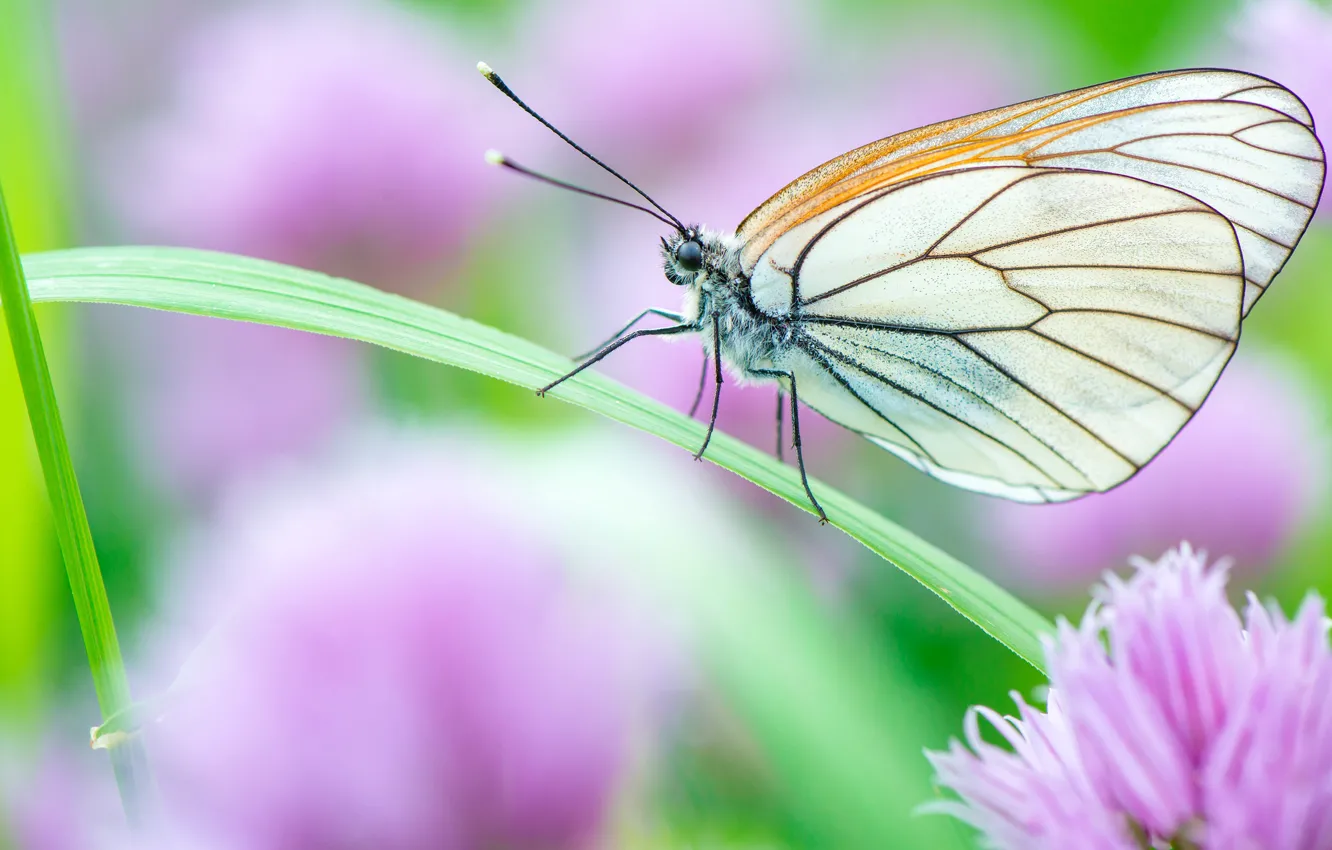 Photo wallpaper flowers, macro, green, background, nature, insect, butterfly, white