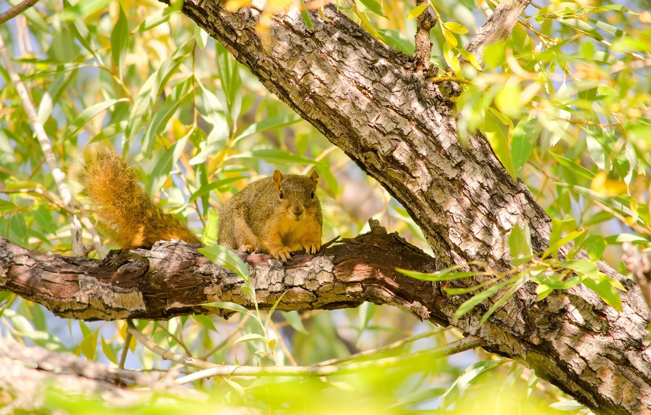 Photo wallpaper trees, branches, foliage, protein, animal, rodent