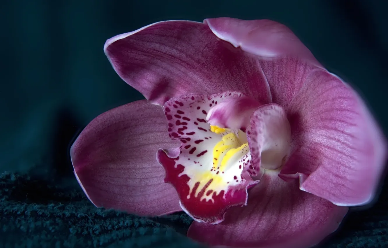 Photo wallpaper flowers, petals, Orchid