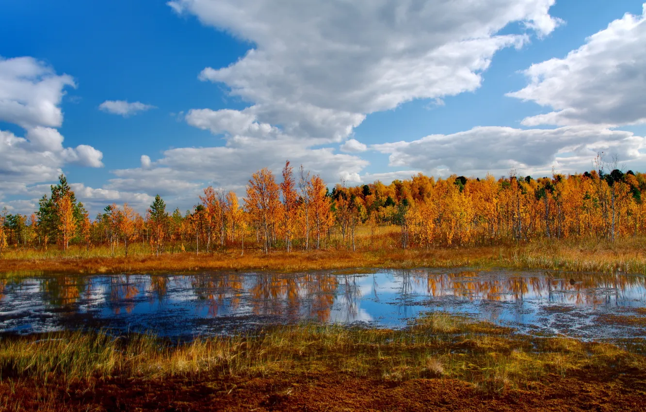 Photo wallpaper autumn, trees, landscape, river
