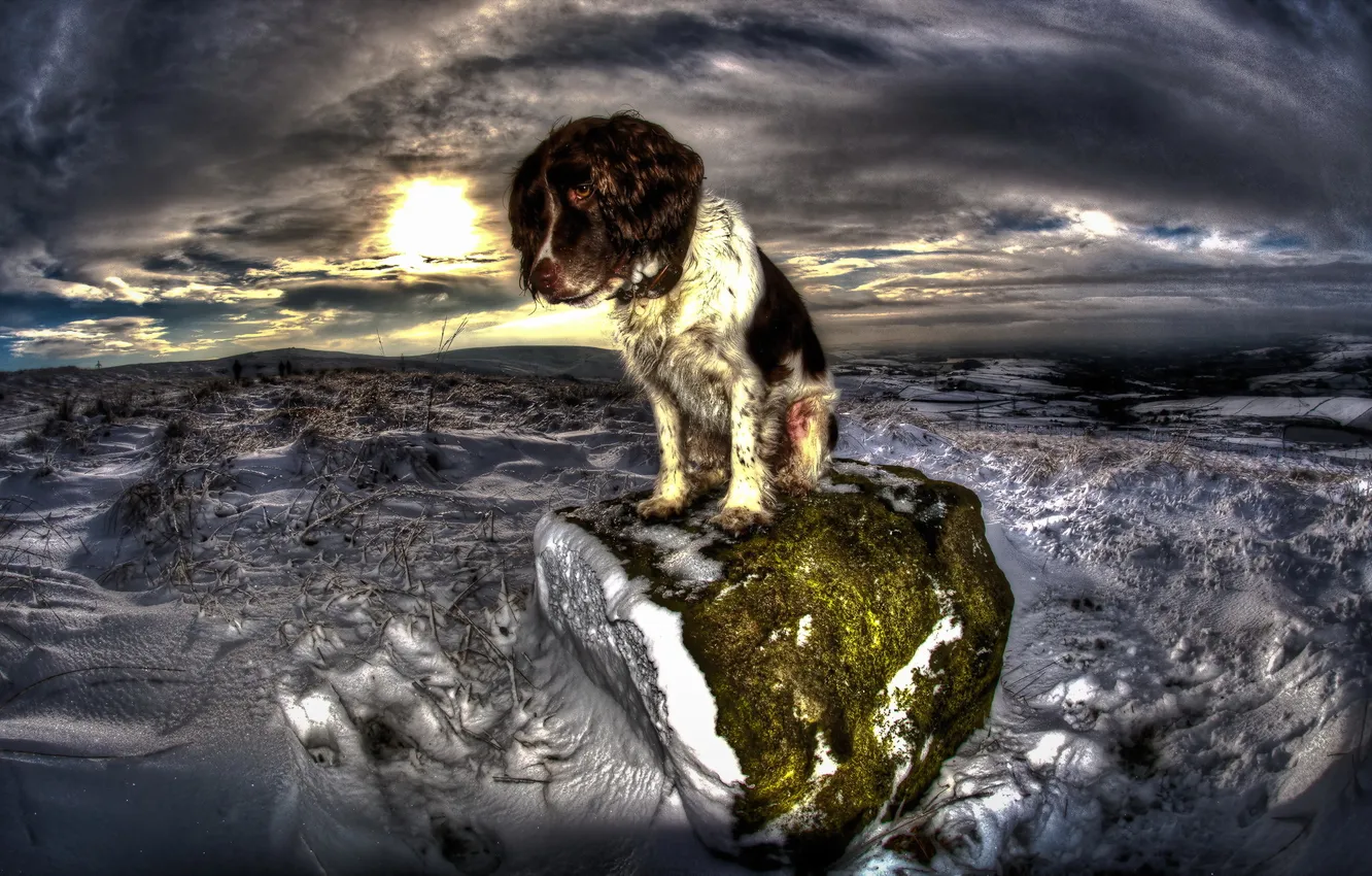 Photo wallpaper winter, look, night, each, dog