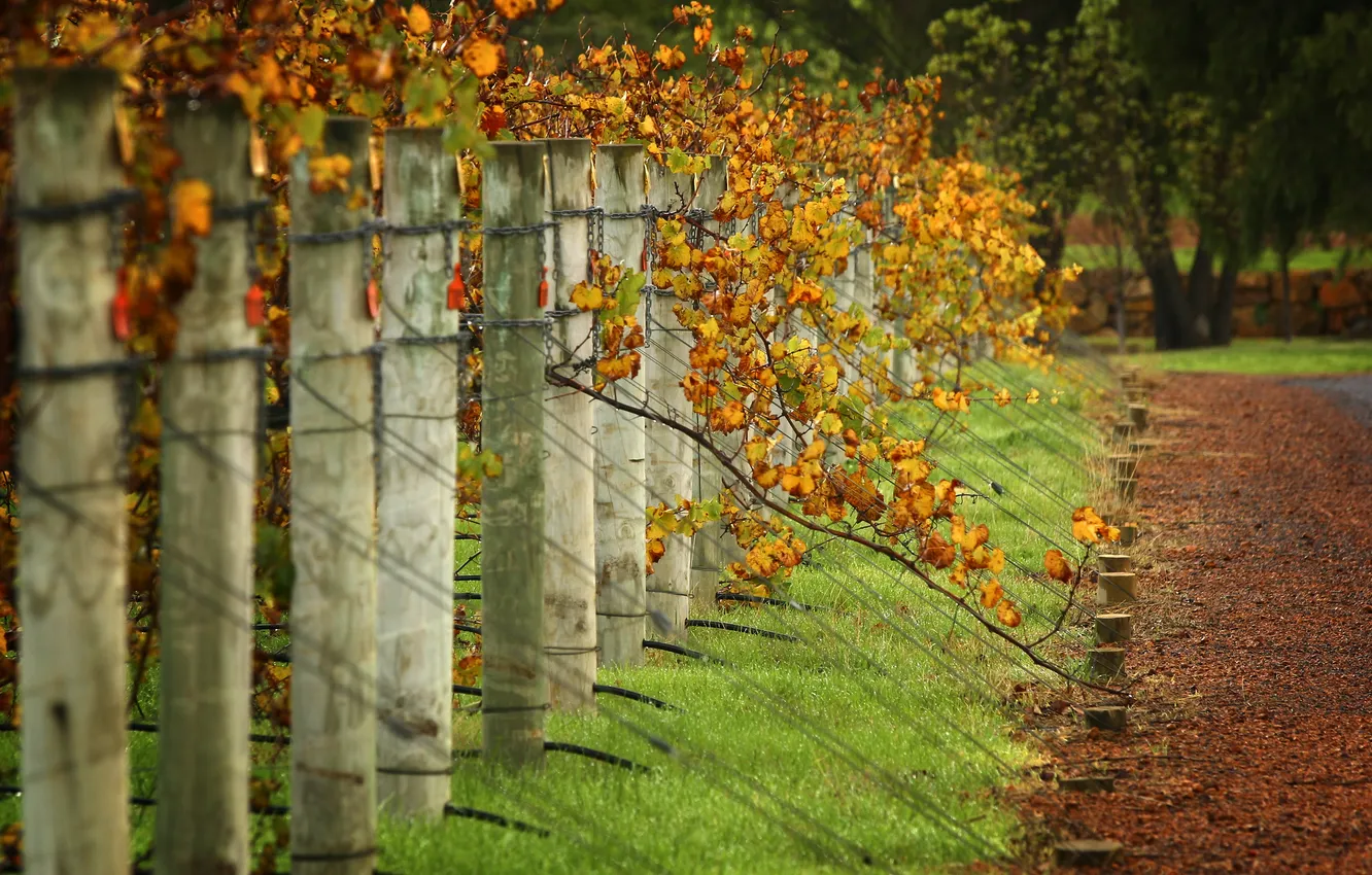 Photo wallpaper grass, leaves, vineyard, the countryside