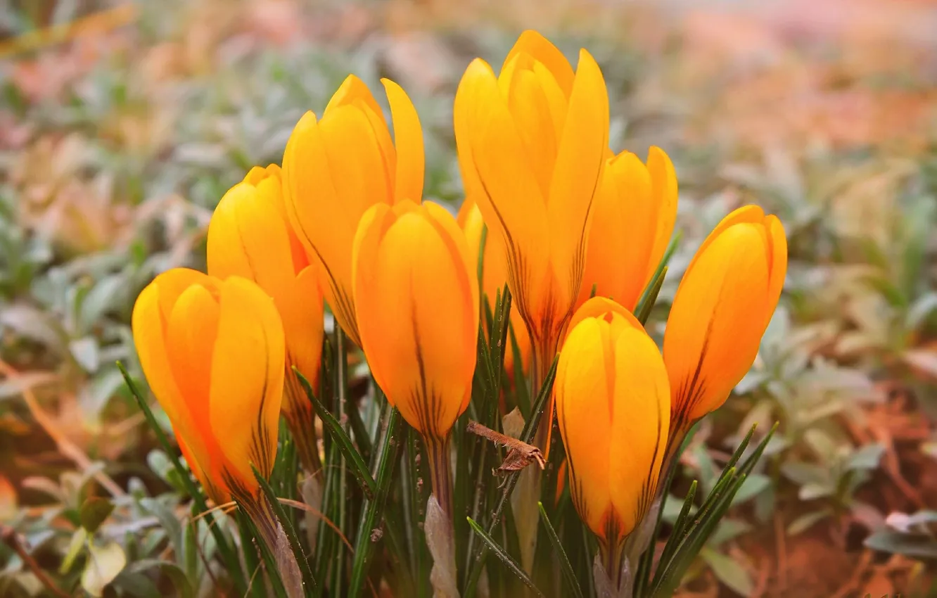 Photo wallpaper Crocuses, Crocuses, Yellow crocuses