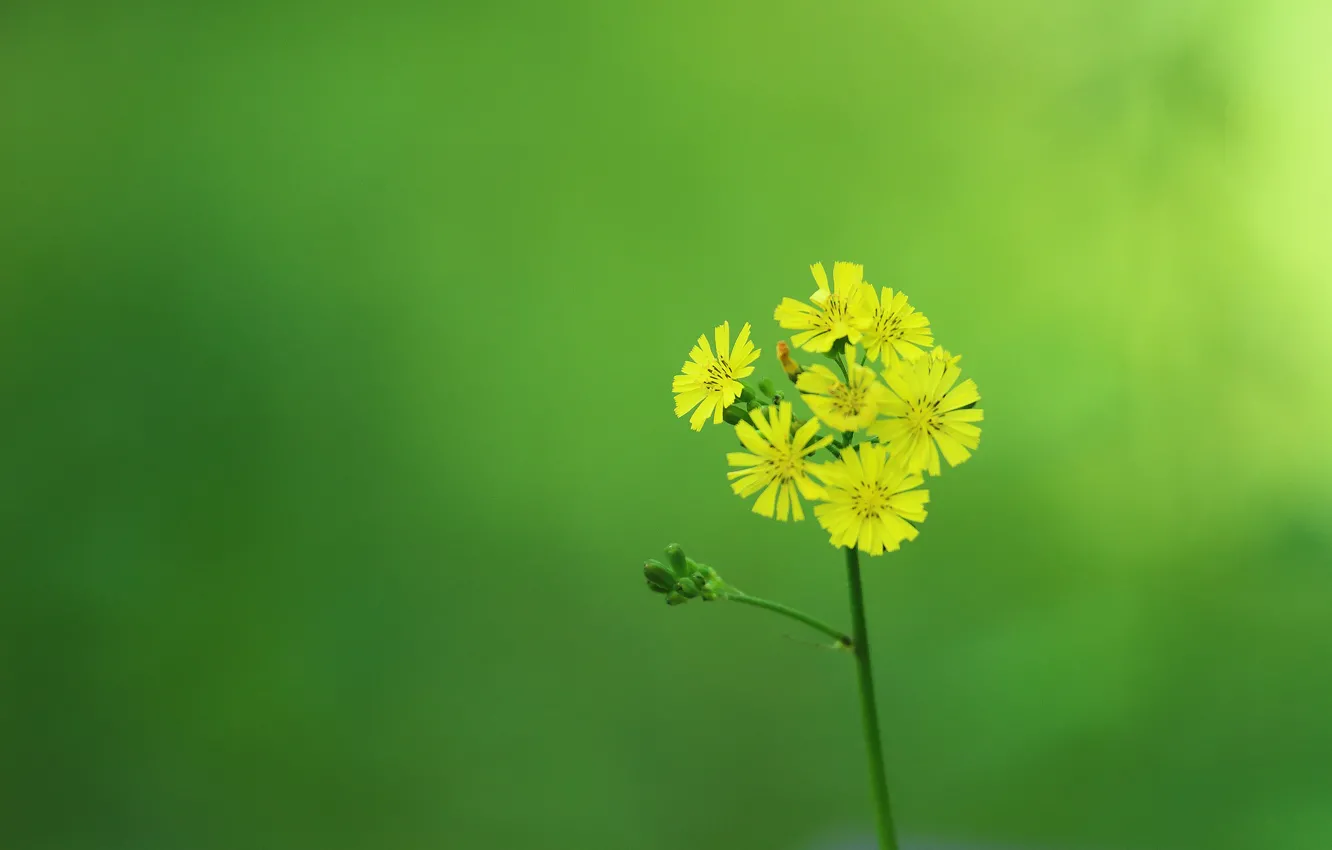 Photo wallpaper flowers, petals, stem, inflorescence