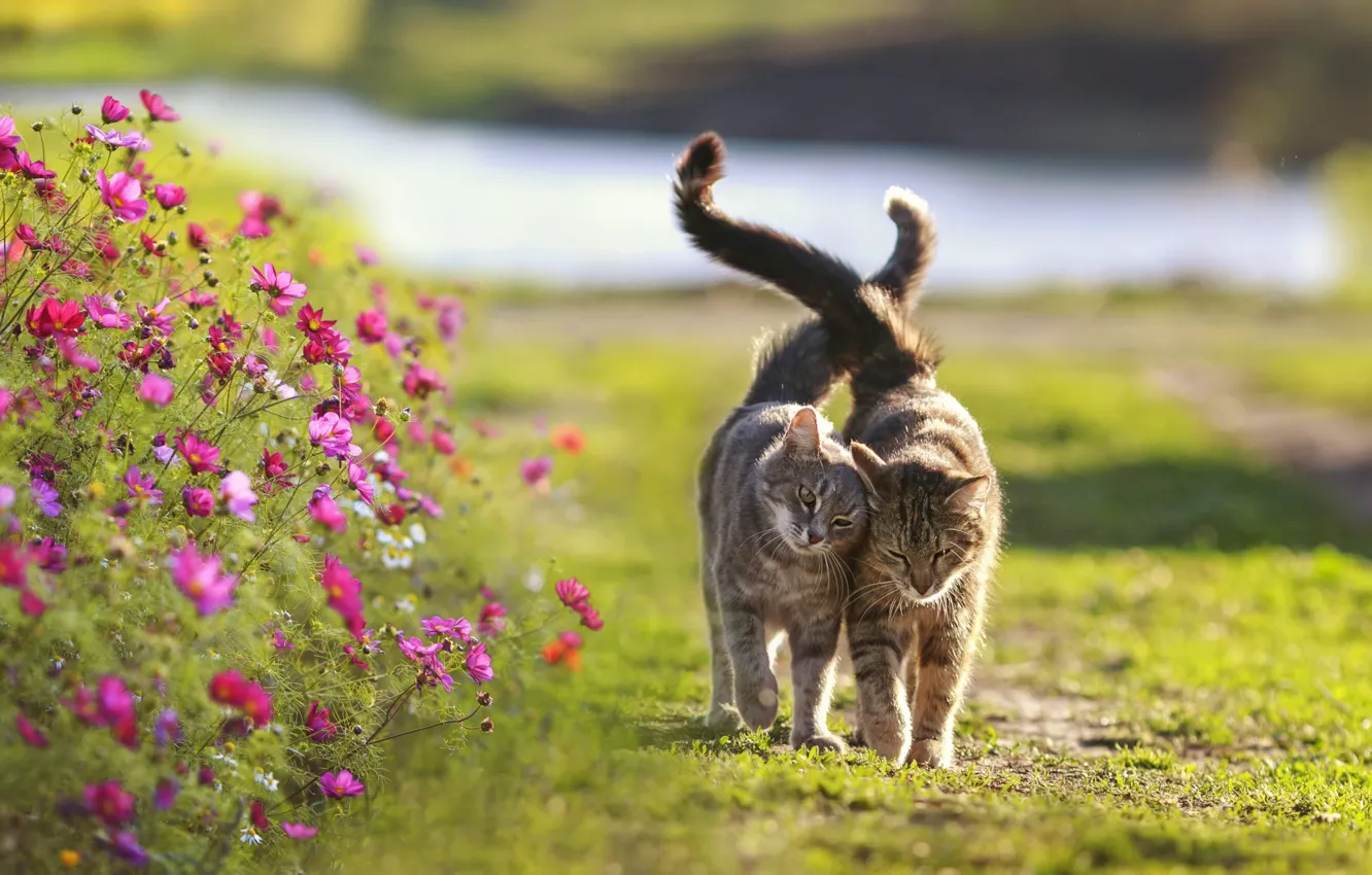Photo wallpaper cat, summer, cat, flowers, pose, together, weasel, walk