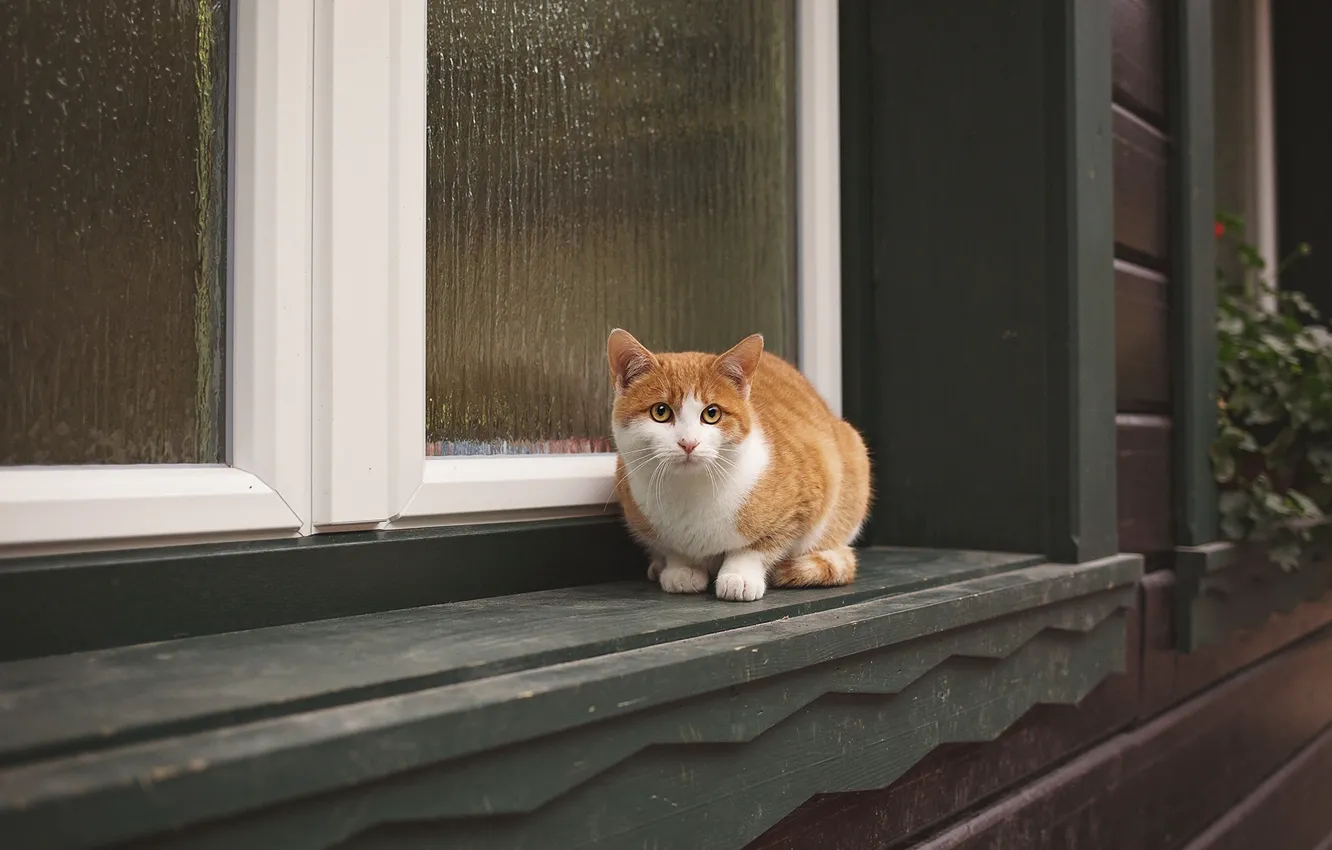 Photo wallpaper cat, cat, look, home, window, sill, red, sitting