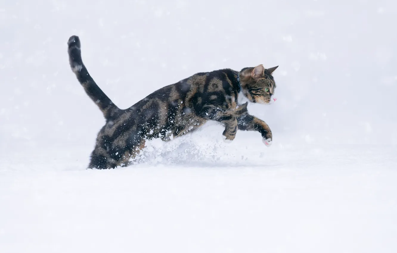 Photo wallpaper cat, snow, wool, cat