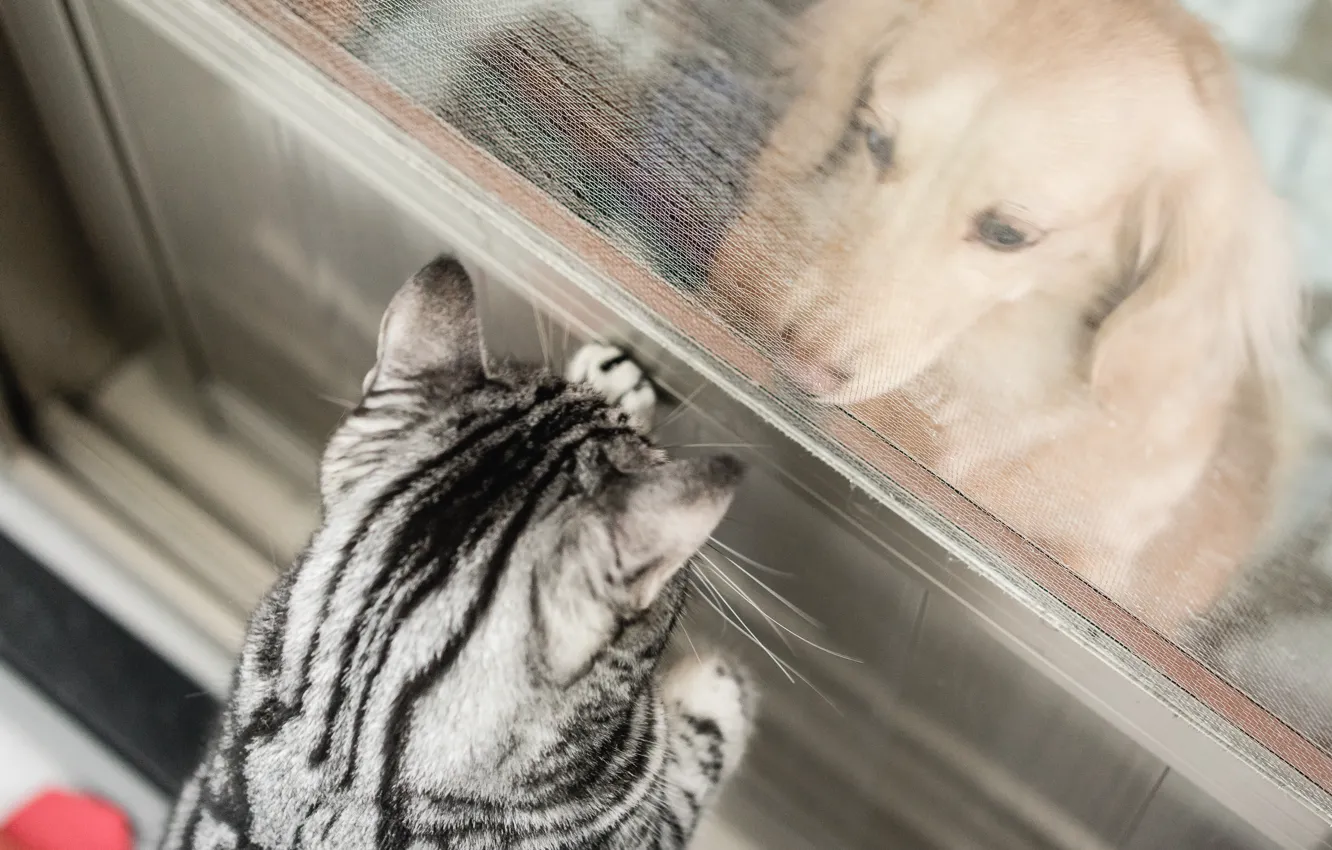 Photo wallpaper cat, dog, partition
