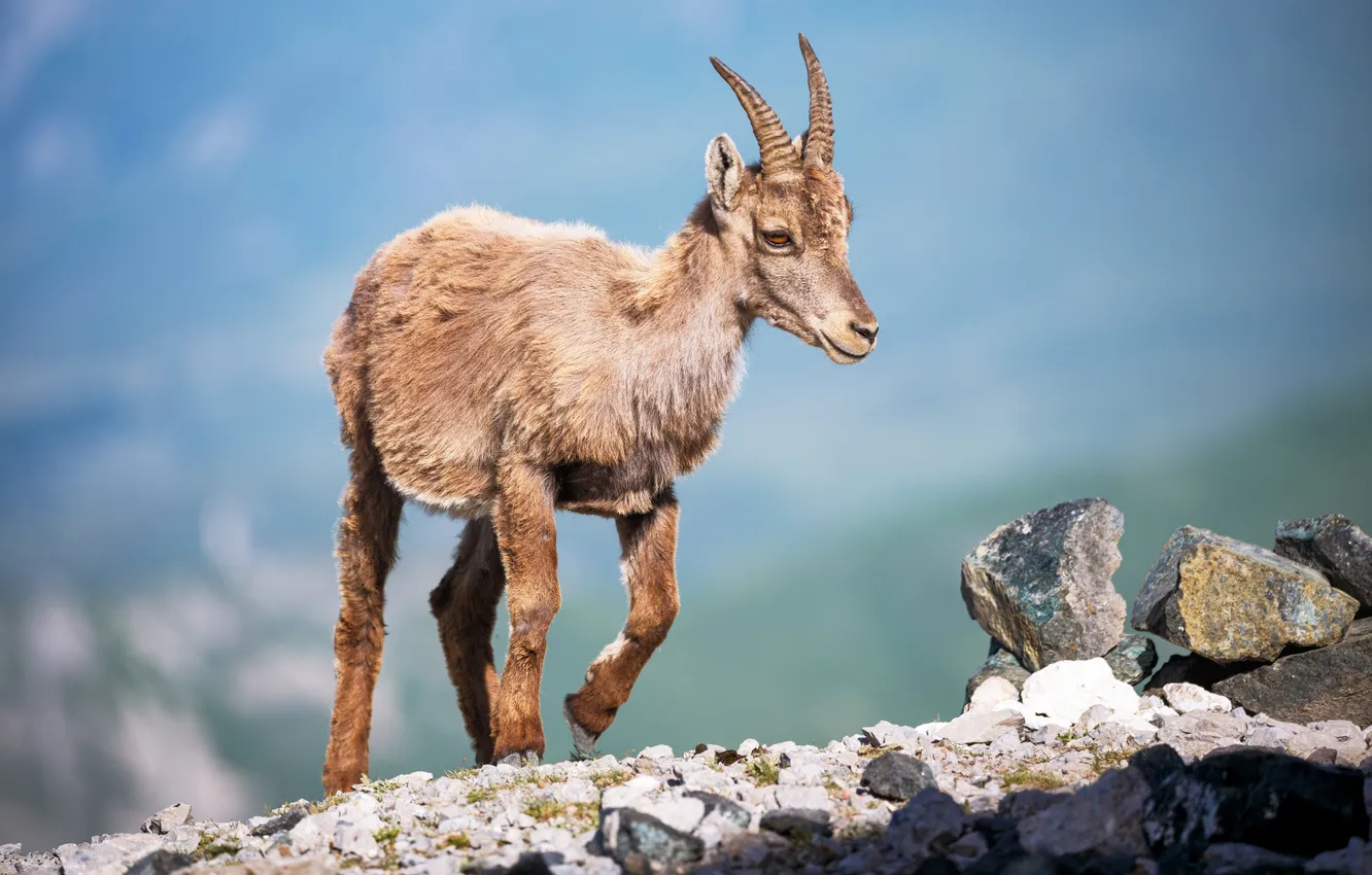 Photo wallpaper stones, horn, goat
