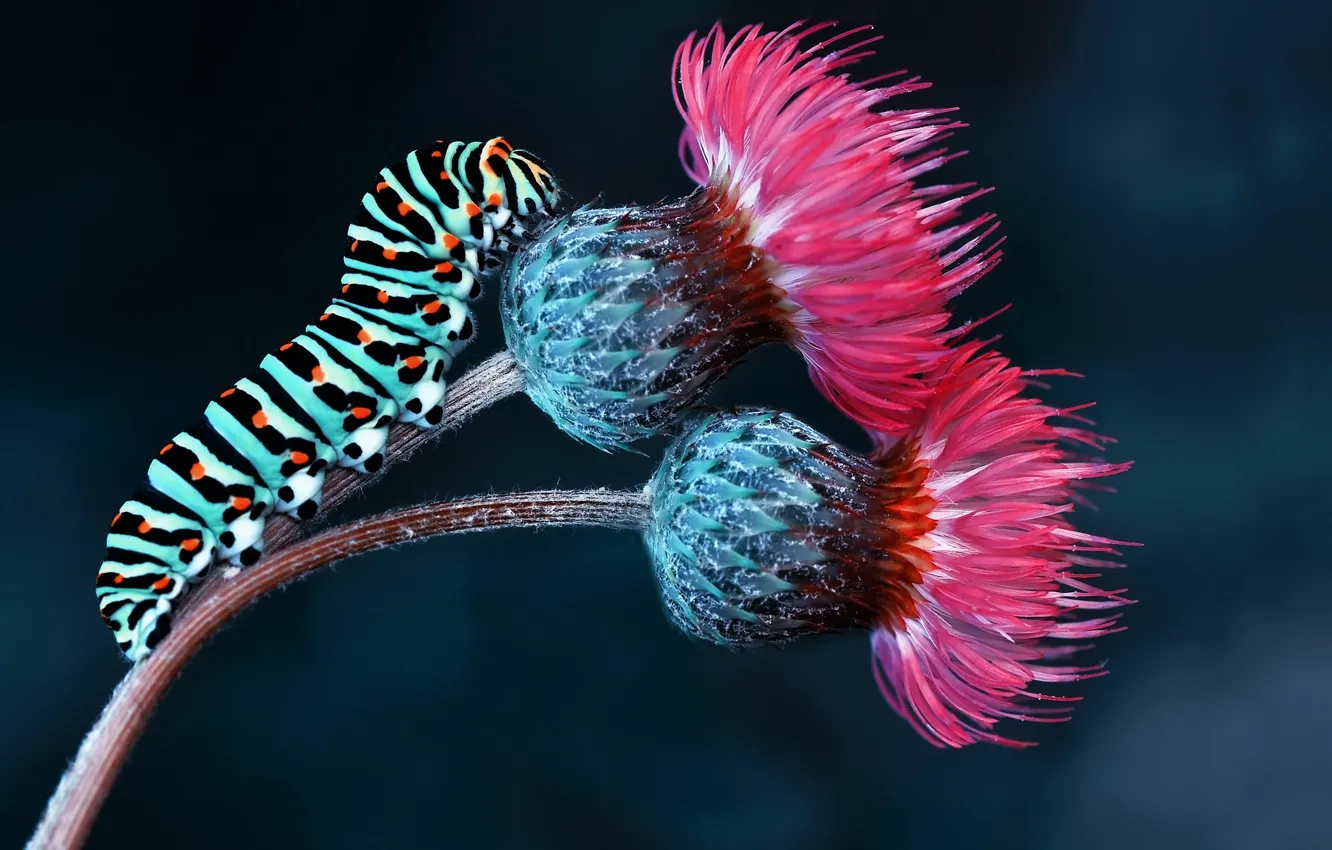 Photo wallpaper macro, flowers, caterpillar, insect