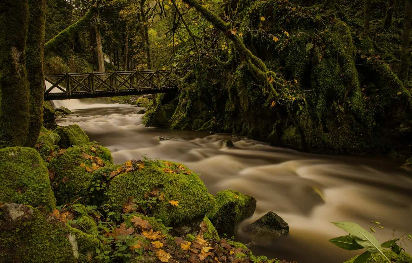 Photo wallpaper forest, river, shore, vegetation, for, waterfall, stream, river