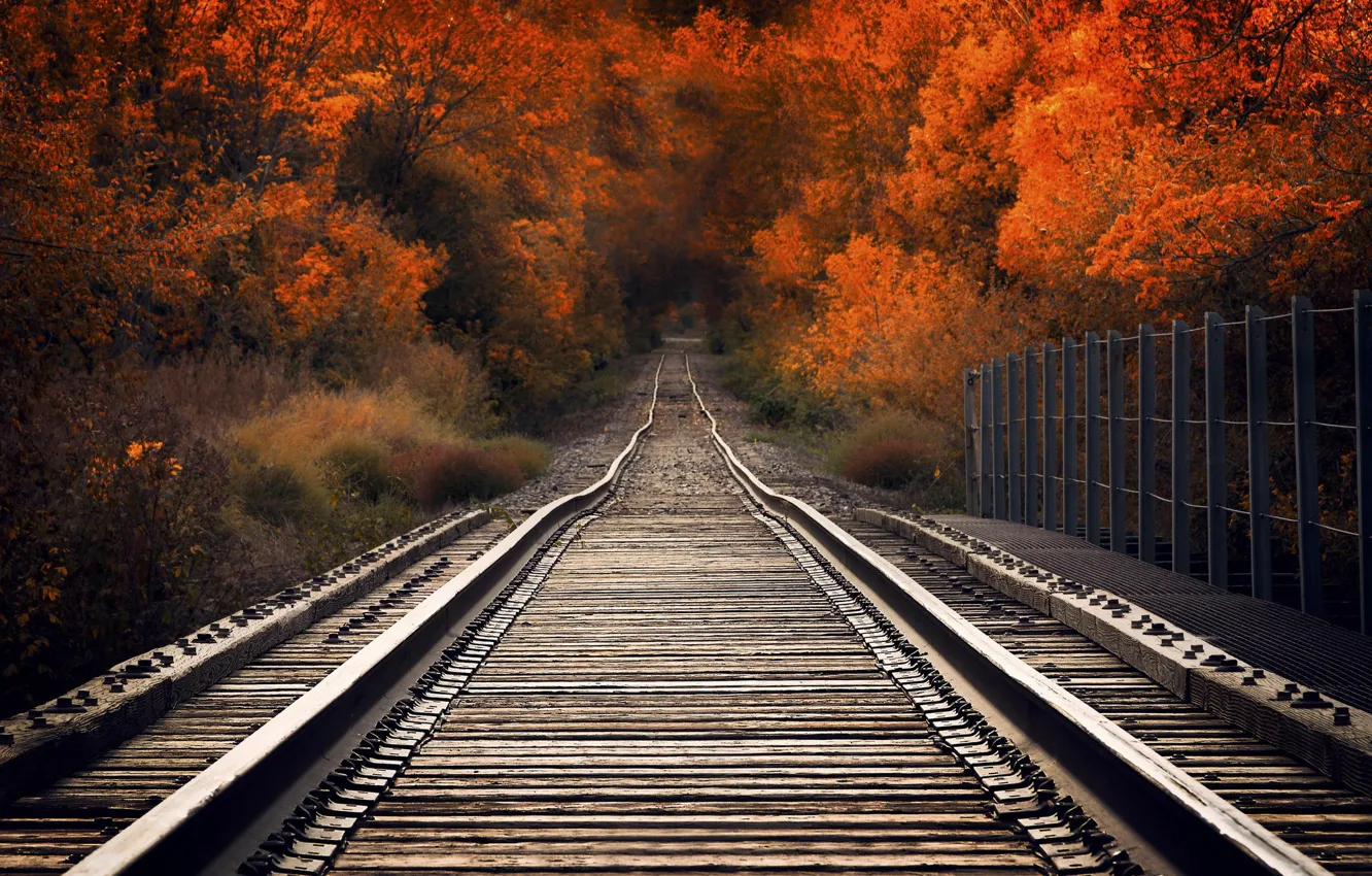 Photo wallpaper autumn, trees, bridge, the way