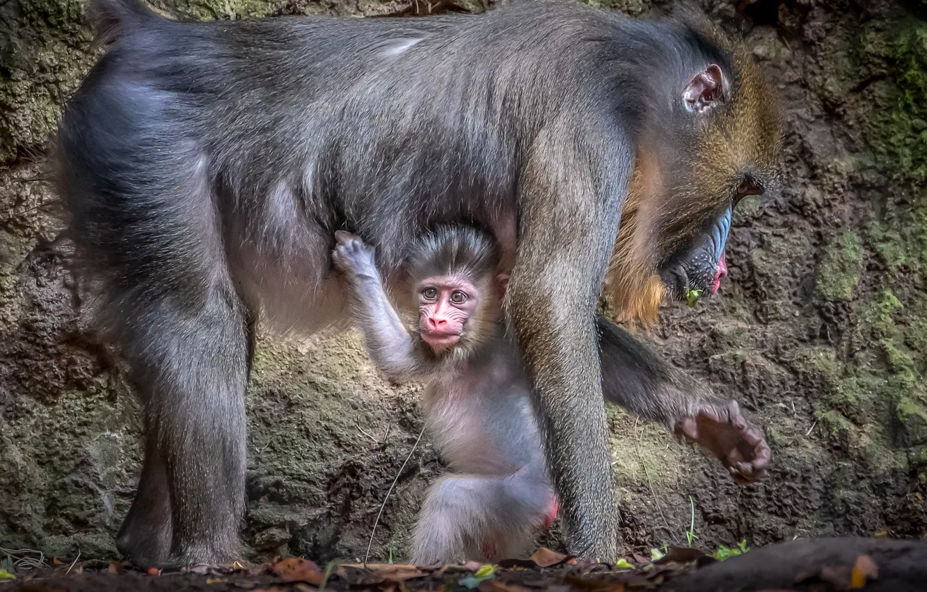 Photo wallpaper baby, mom, Baboons