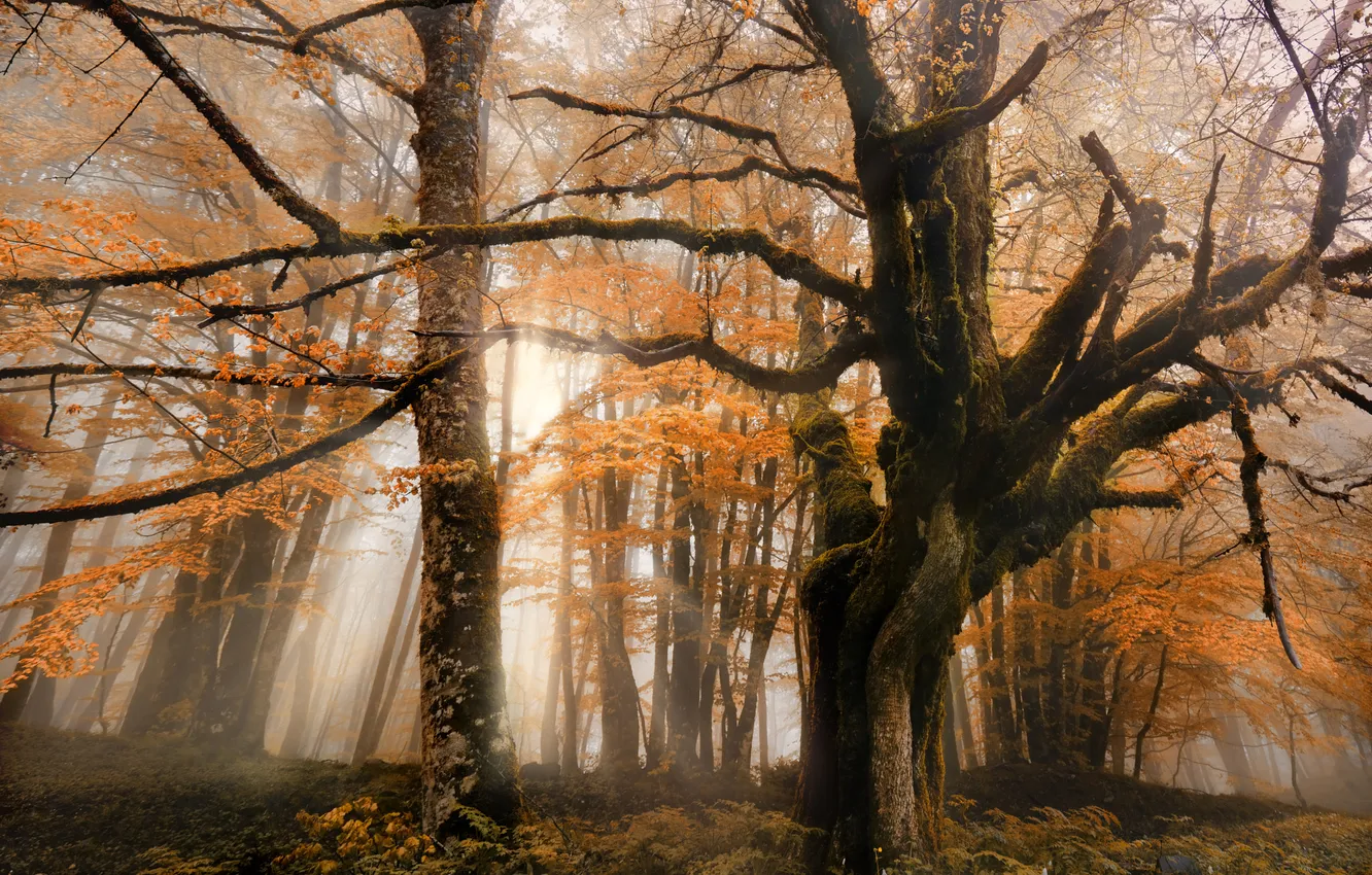 Photo wallpaper autumn, forest, trees, nature