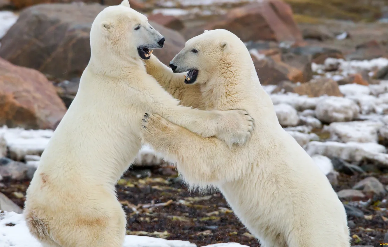 Photo wallpaper landscape, nature, bear, polar bear, two bears