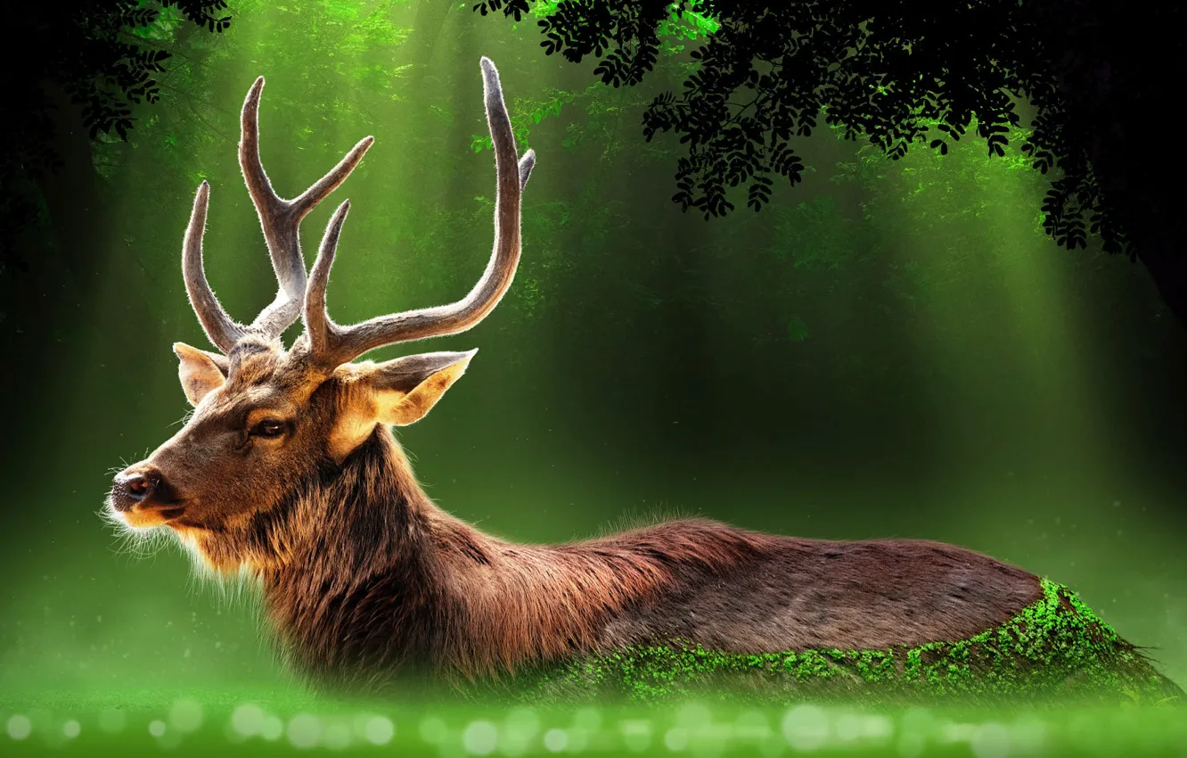 Photo wallpaper rays, nature, animal, deer, bokeh