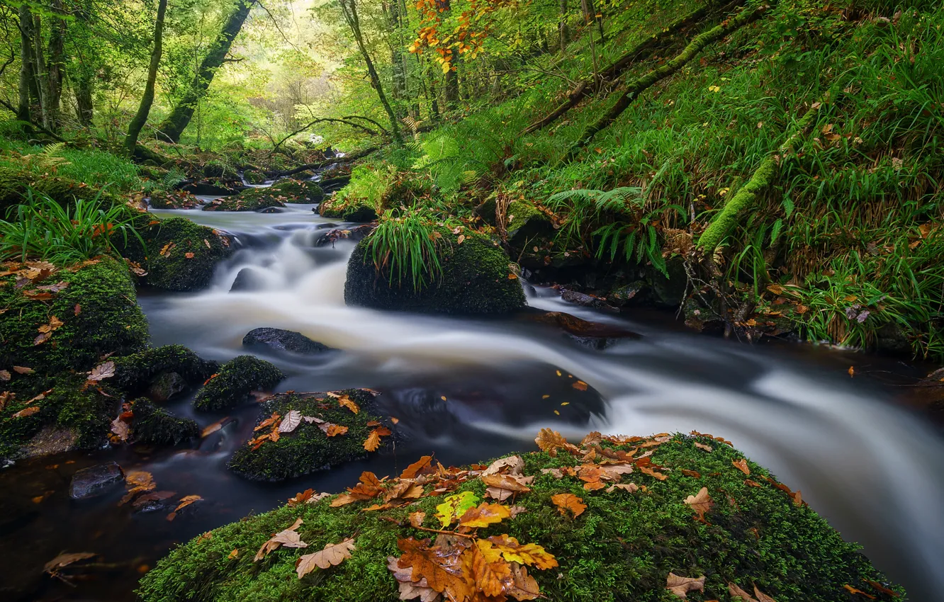 Photo wallpaper autumn, forest, leaves, stream, stones, France, river, France