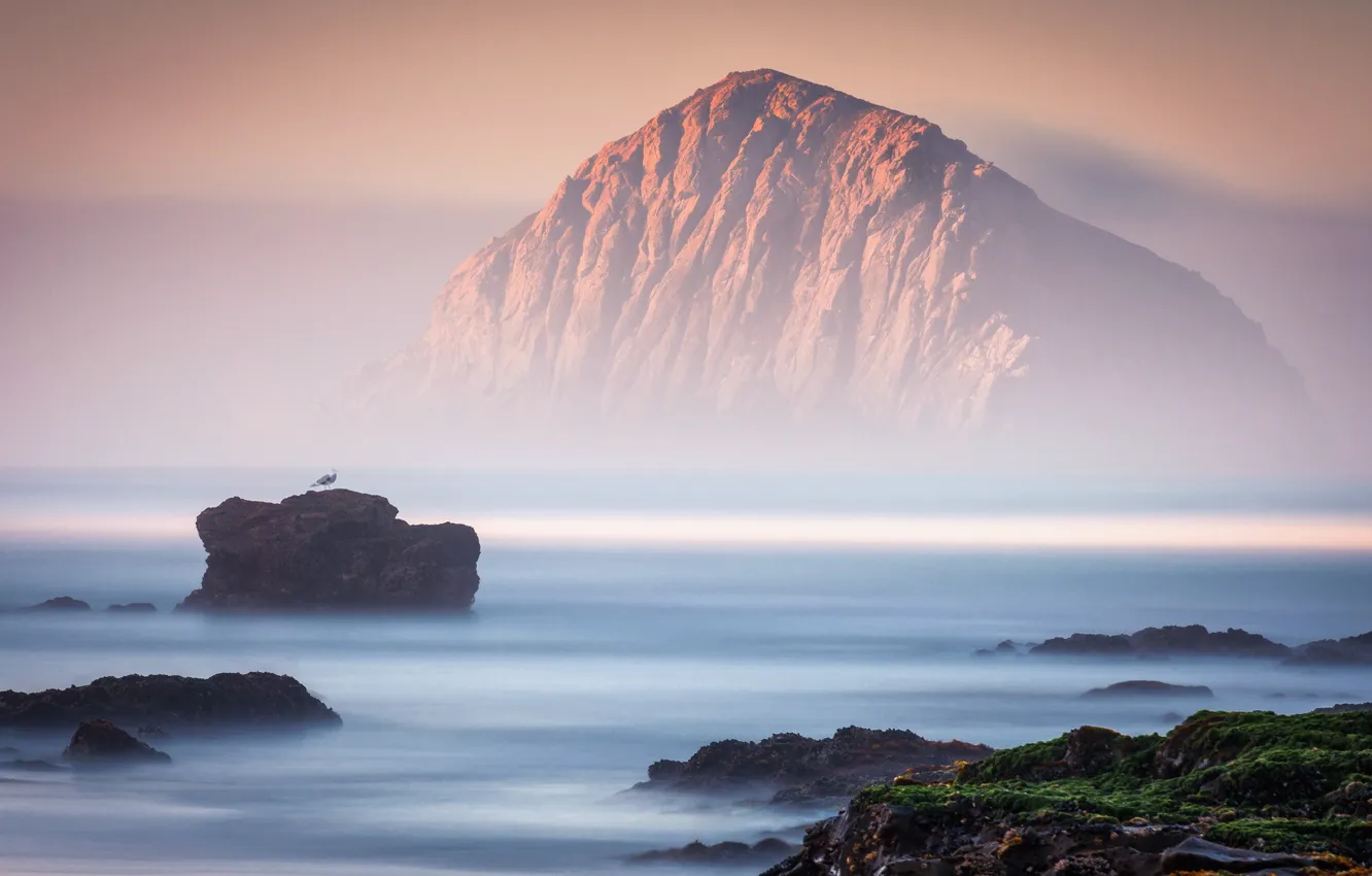 Photo wallpaper sea, landscape, fog, rocks, bird