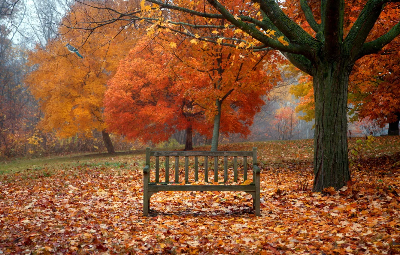 Photo wallpaper autumn, leaves, nature, bird, bench