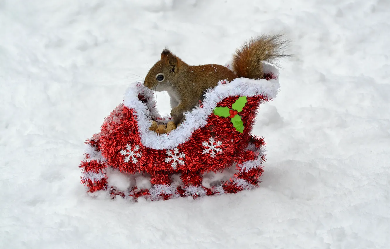 Photo wallpaper winter, animals, snow, new year, protein, nuts, new year, sleigh