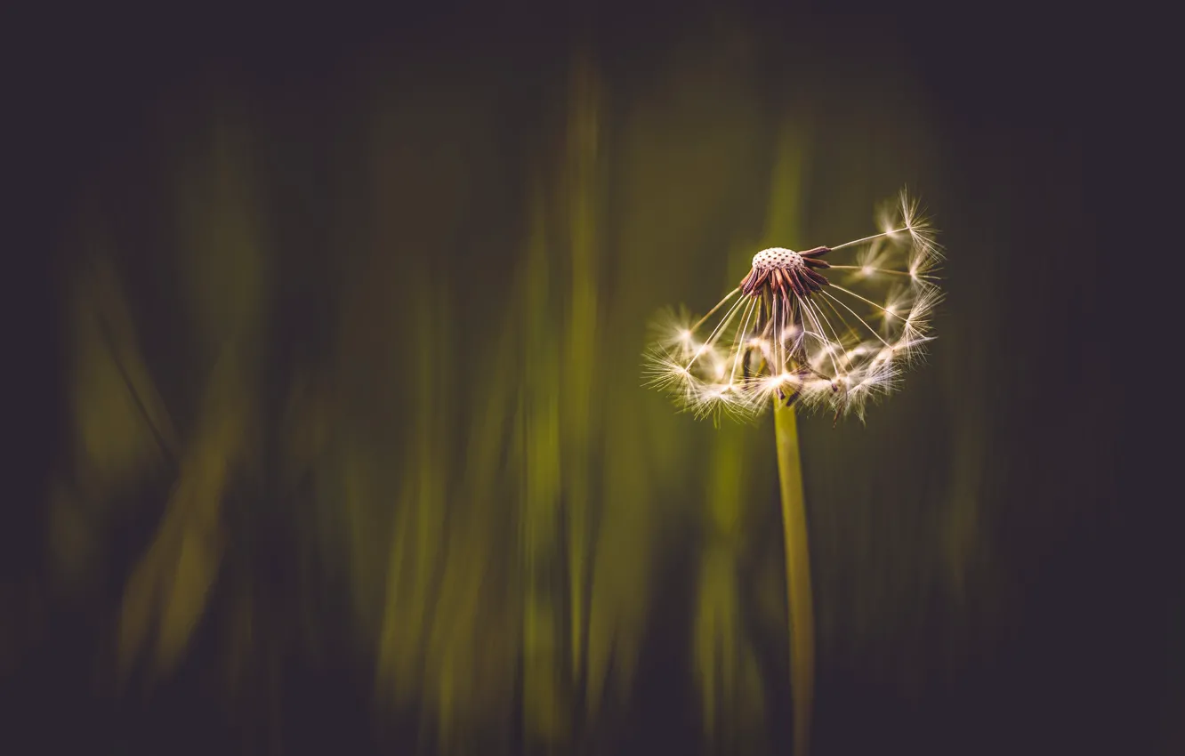 Photo wallpaper flowers, background, dandelion, bokeh, fluff