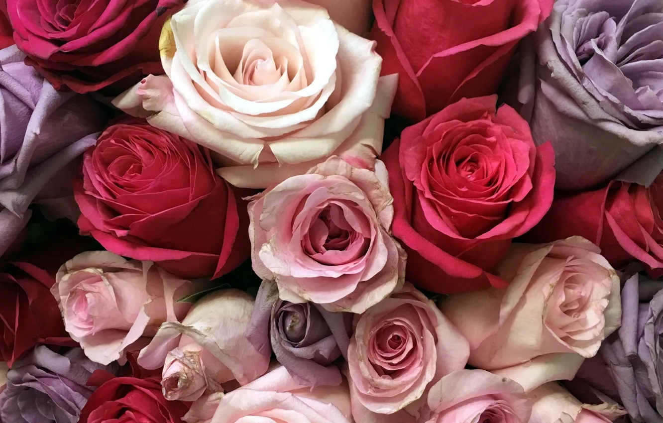 Photo wallpaper flowers, roses, buds