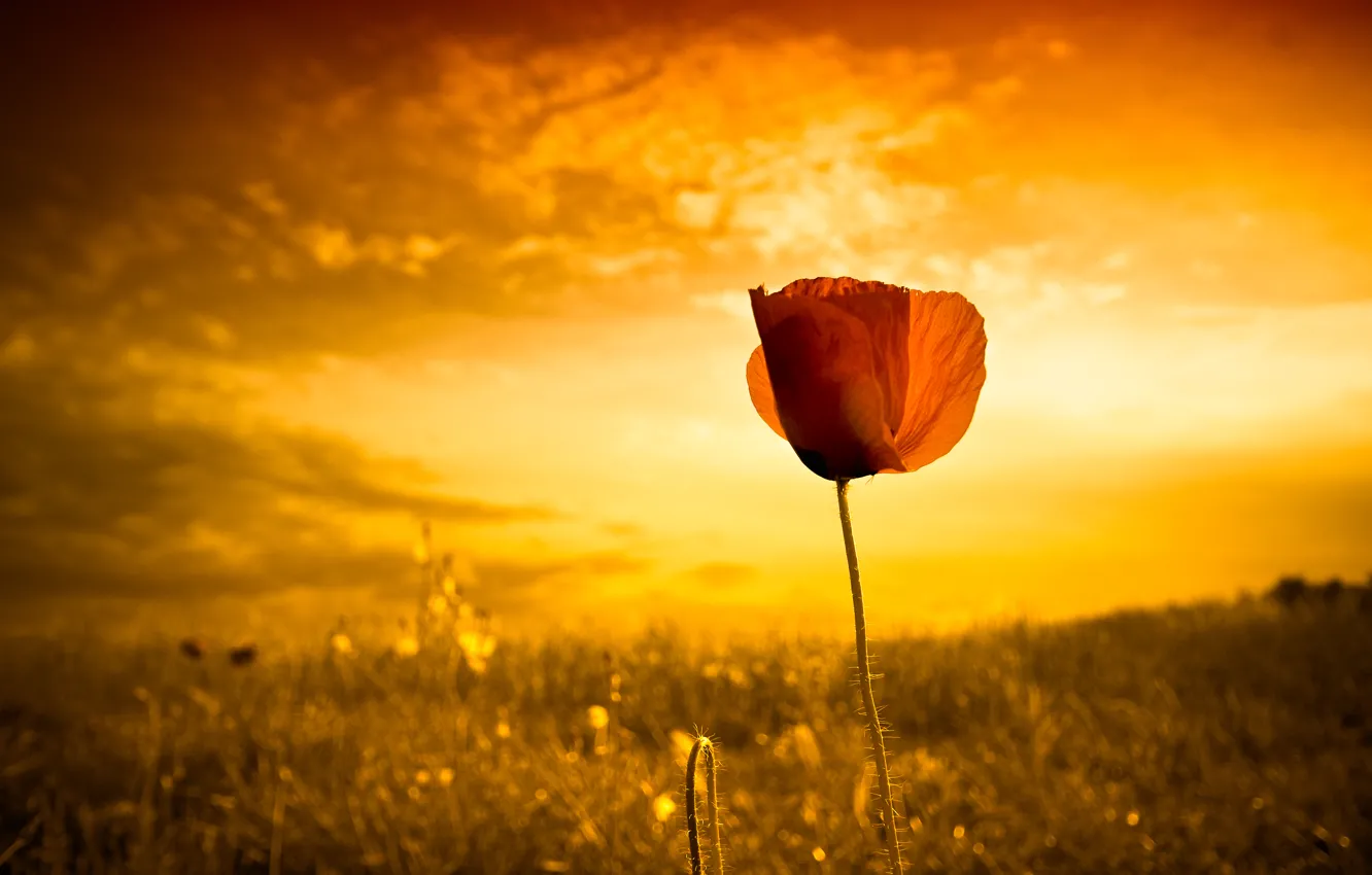 Photo wallpaper flower, sunset, ubuntu, default, standard