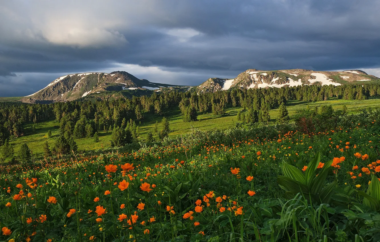 Photo wallpaper the sky, trees, flowers, mountains, nature, Altay