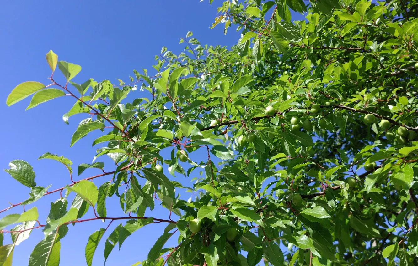 Photo wallpaper greens, leaves, berries, spring, plum