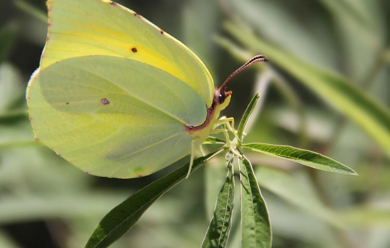 Photo wallpaper leaves, microsemi, butterfly, wings, insect, beautiful, closeup