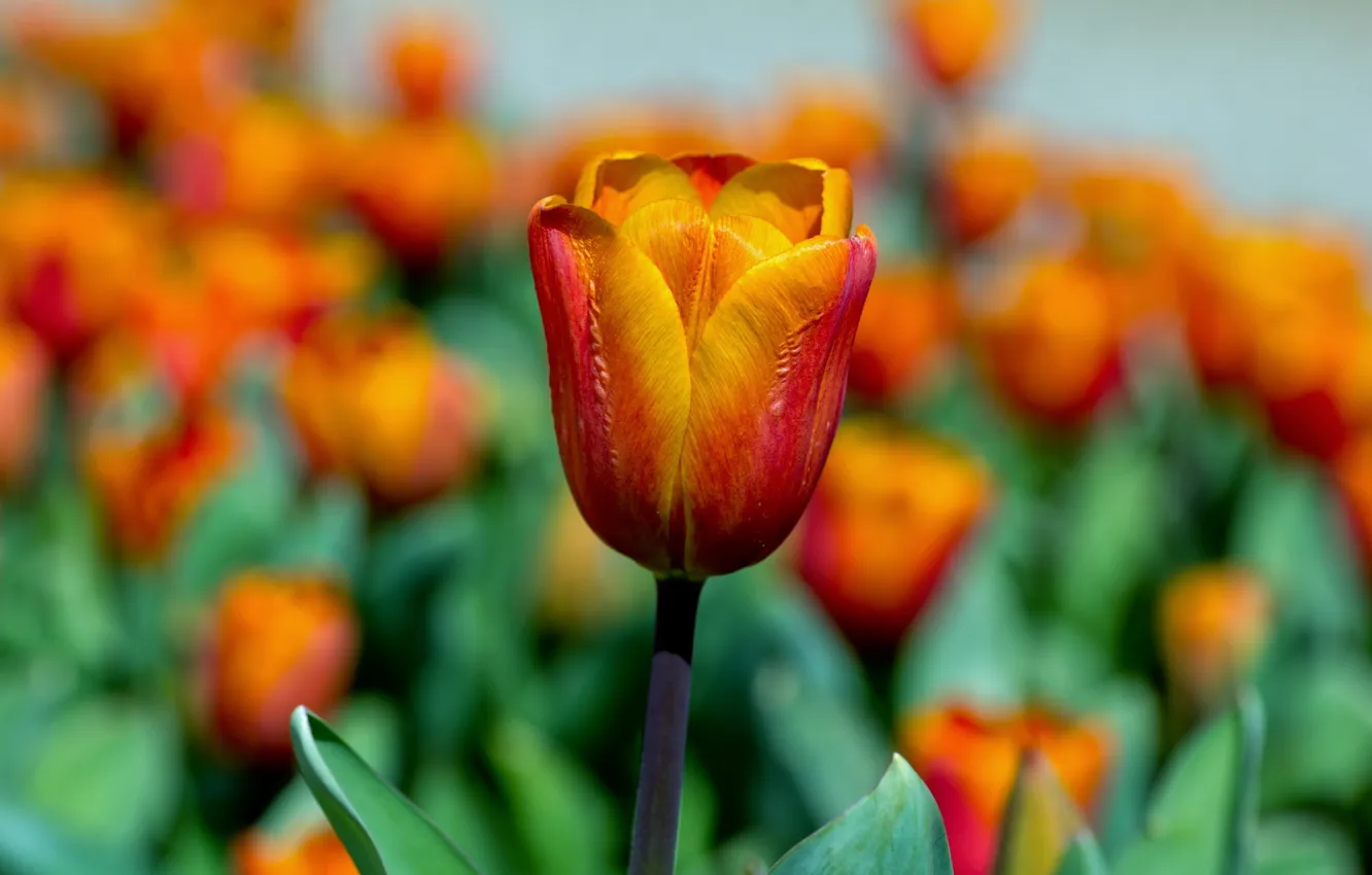 Photo wallpaper flowers, nature, tulips